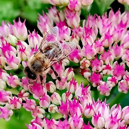 Fewo "Am Bienenstock" In Dallgow-Doberitz Exteriér fotografie