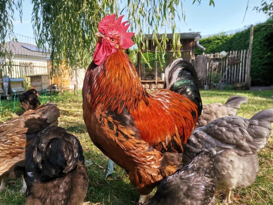 Fewo "Am Bienenstock" In Dallgow-Doberitz Exteriér fotografie