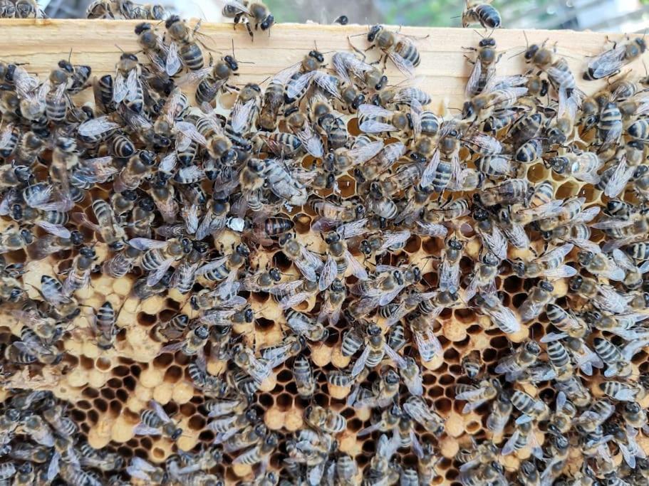 Fewo "Am Bienenstock" In Dallgow-Doberitz Exteriér fotografie